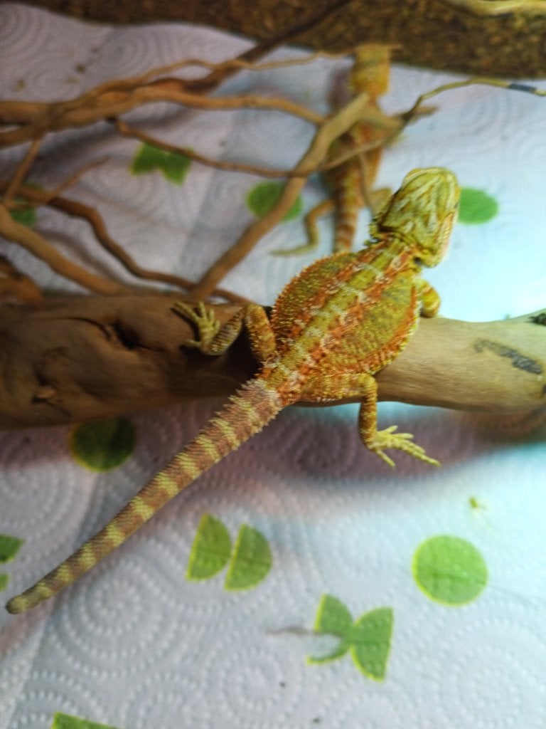 Hele mooie baardagamen, Dieren en Toebehoren, Hagedis, Tam, 0 tot 2 jaar