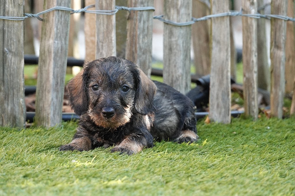 Chiots Teckel nains à poil dur, avec pedigree, 15 semaines à 1 an, Maladie de Carré (chiens), Éleveur | Professionnel, Poils durs