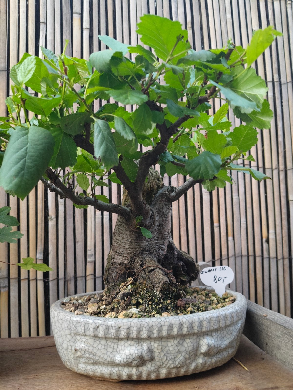 oude zwarte els bonsai, Ophalen