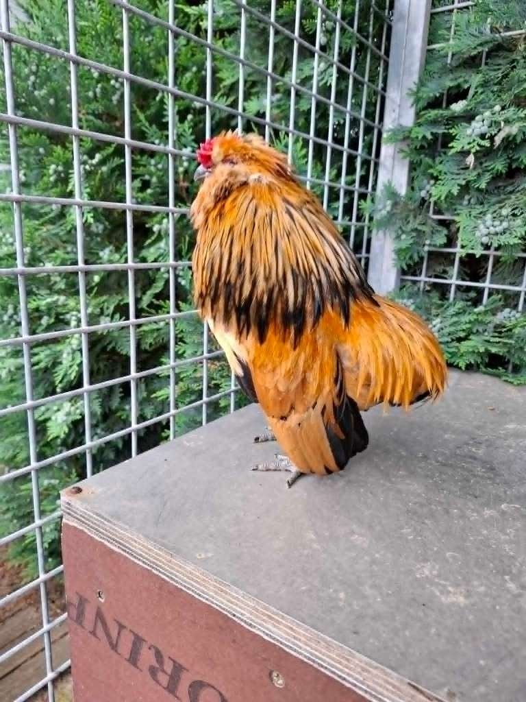 baardkrielen, Dieren en Toebehoren, Pluimvee