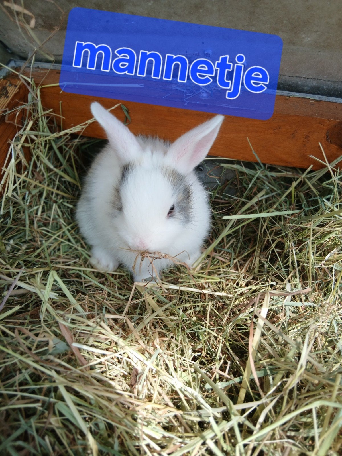 dwergkonijntjes te koop, Dieren en Toebehoren, Meerdere dieren, Dwerg, 0 tot 2 jaar