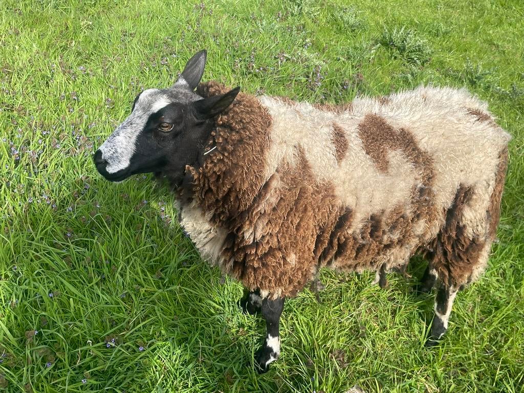 ramlam, 8 mois, prix fixe, Mâle, Mouton, 0 à 2 ans