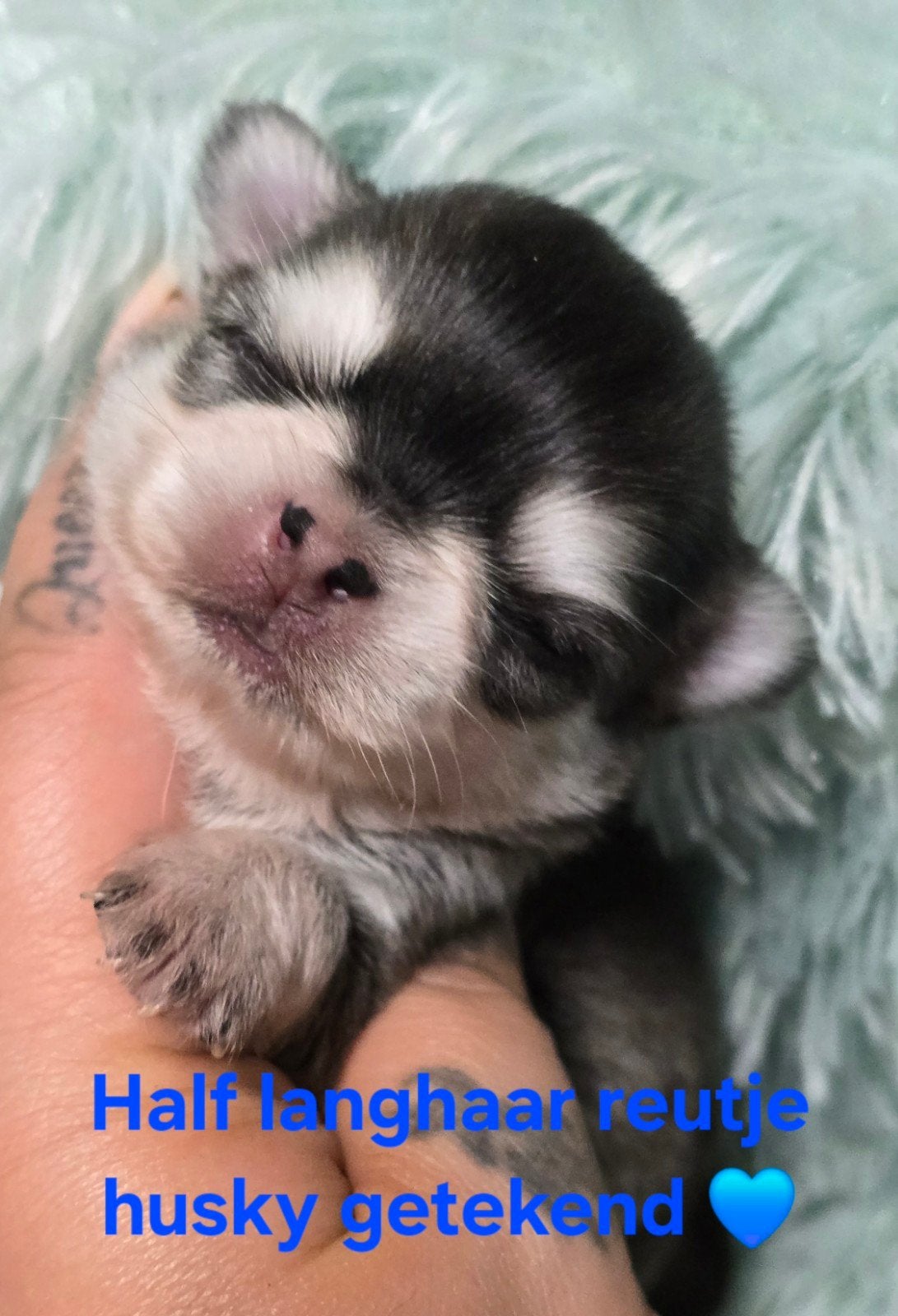 Prachtige lang en kortharige chihuahua pups, Dieren en Toebehoren, Parvo, België, Fokker | Hobbymatig, 8 tot 15 weken