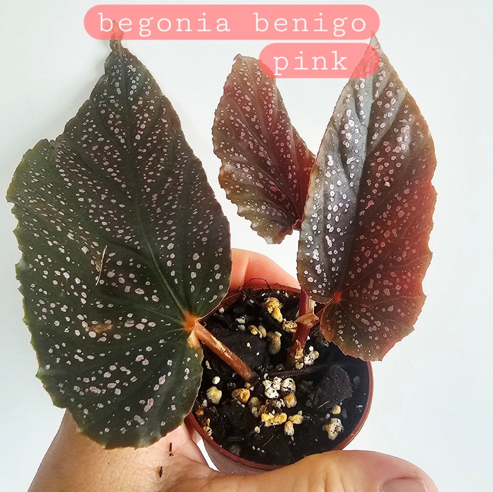 Jonge plantjes begonia monstera epipremnum, Ophalen