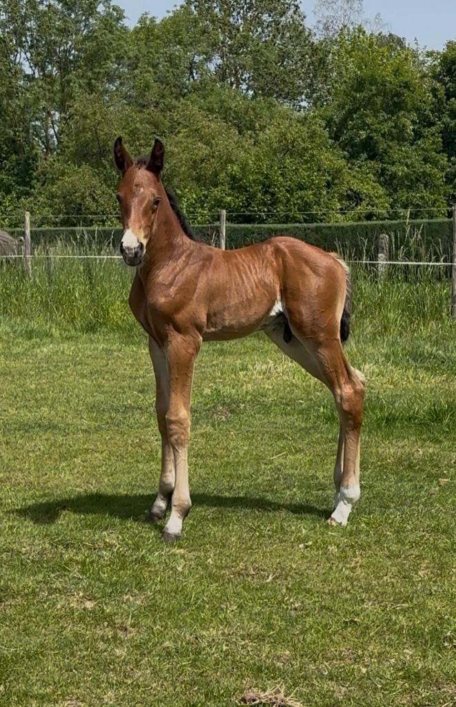 Riccochacco (Chacco Blue) x Bamako de muze, Animaux & Accessoires, Chevaux, 165 à 170 cm, Avec pedigree, Étalon, 0 à 2 ans