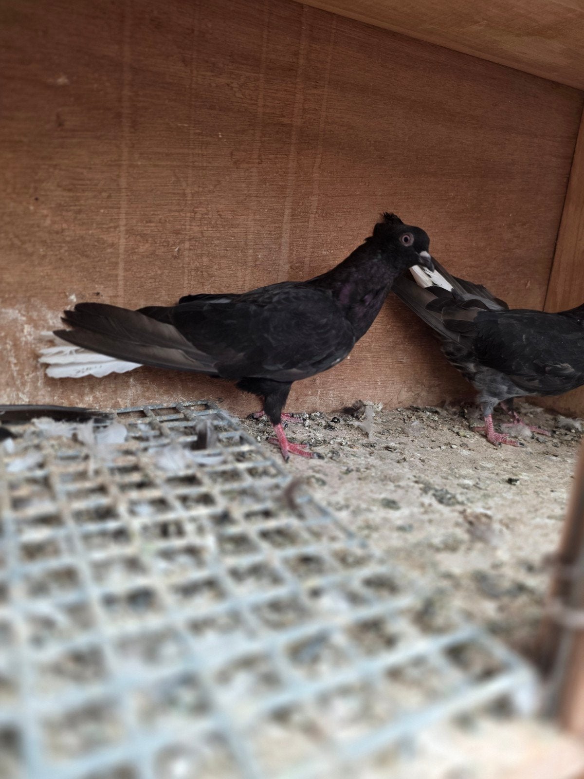Iraanse duiven, Dieren en Toebehoren, Vogels | Duiven