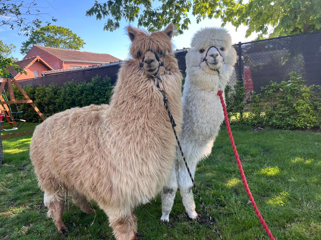 Alpaca wol, Hobby en Vrije tijd, Ophalen