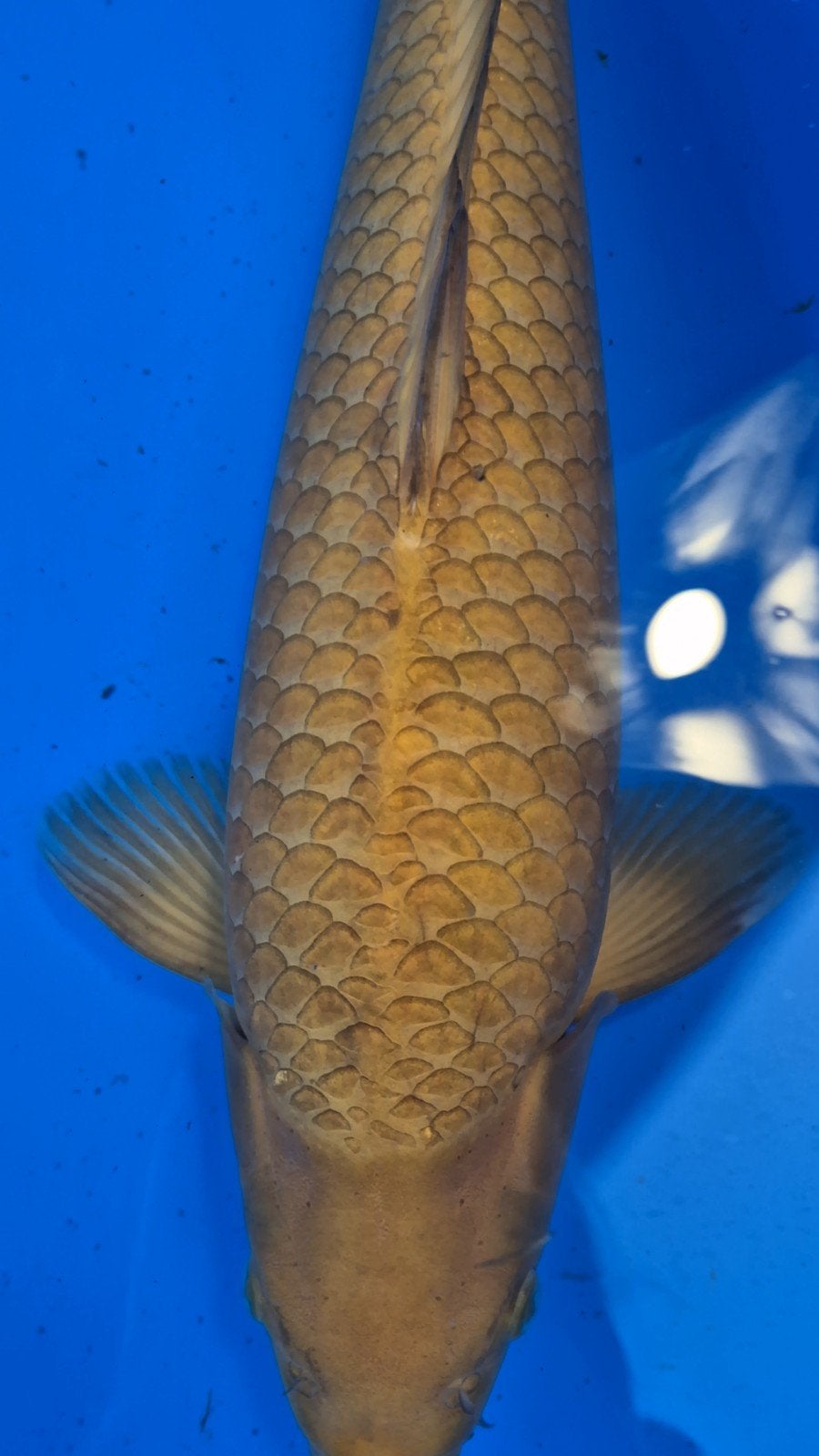 Konishi Karashigoi, +/-58cm, 2e jaar, female, nisai, tam, Carpe ou Koï