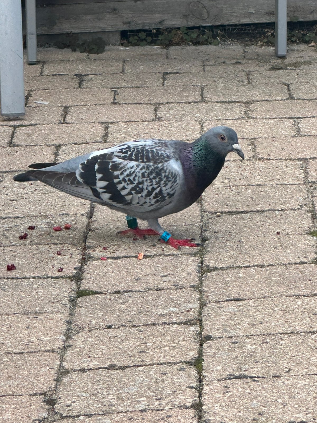 Postduif gratis, Sexe inconnu, Pigeon voyageur