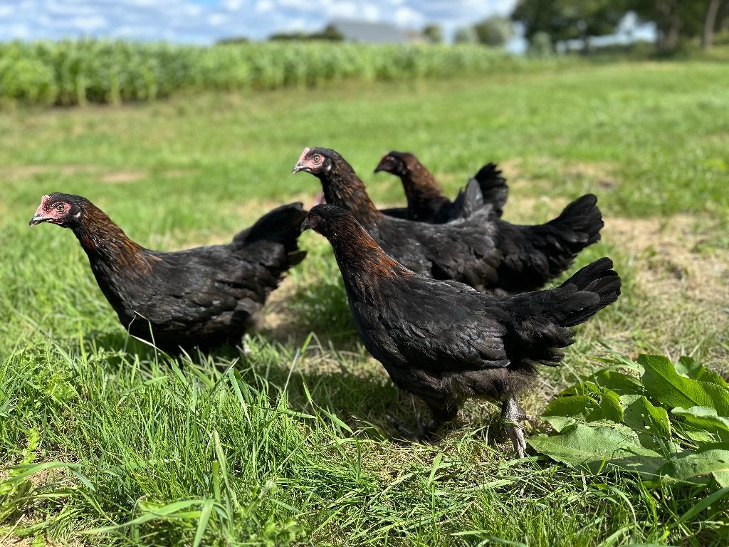 Jonge tamme Marans kippen gesekst & ingeënt