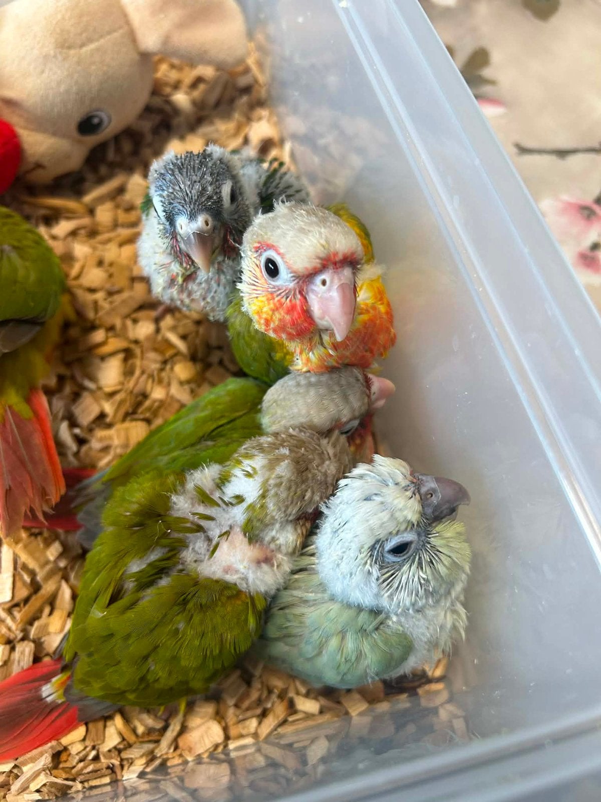 Plusieurs conure molinae eam, Animaux & Accessoires, Oiseaux | Accessoires, Enlèvement ou Envoi