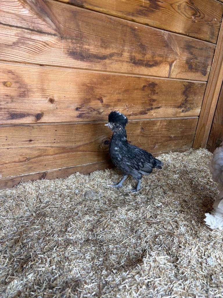 Kippen, Dieren en Toebehoren, Meerdere dieren, Kip