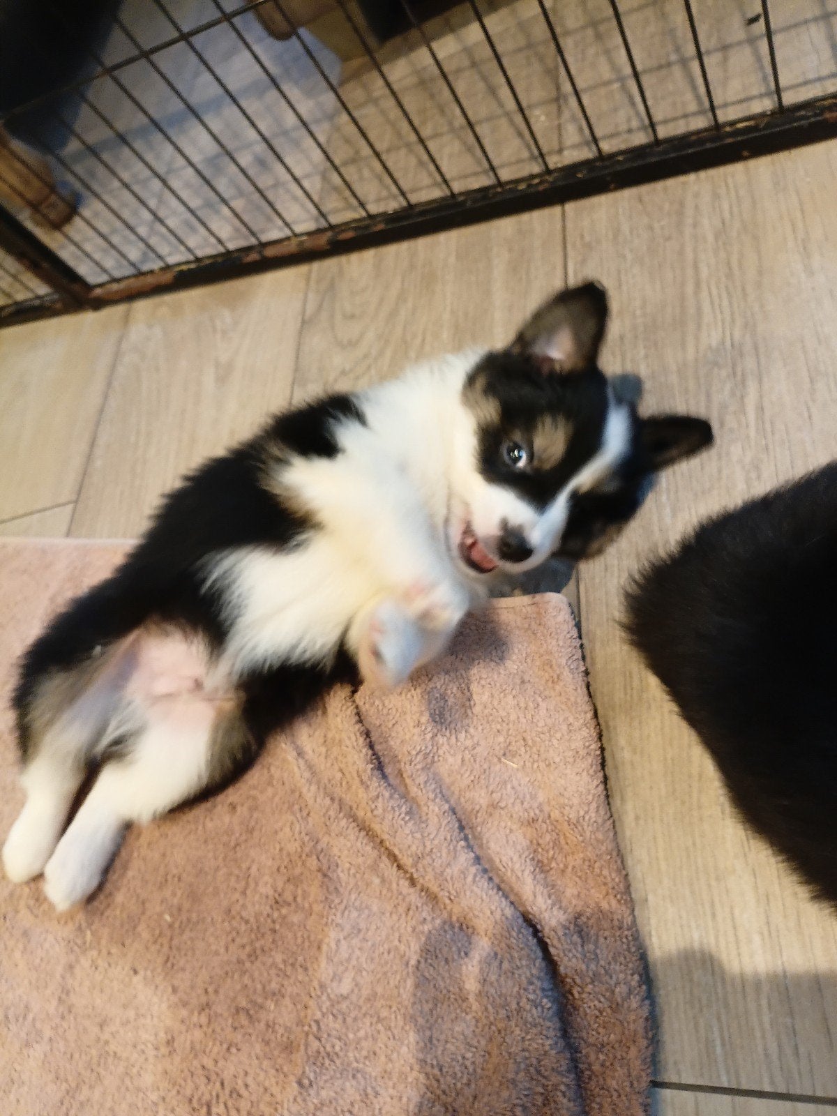 prachtige border collie pups, Dieren en Toebehoren, België, Fokker | Hobbymatig, 8 tot 15 weken, Collie