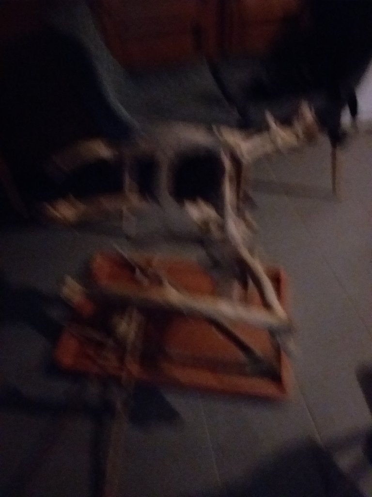 Java stok, Animaux & Accessoires, Perroquet