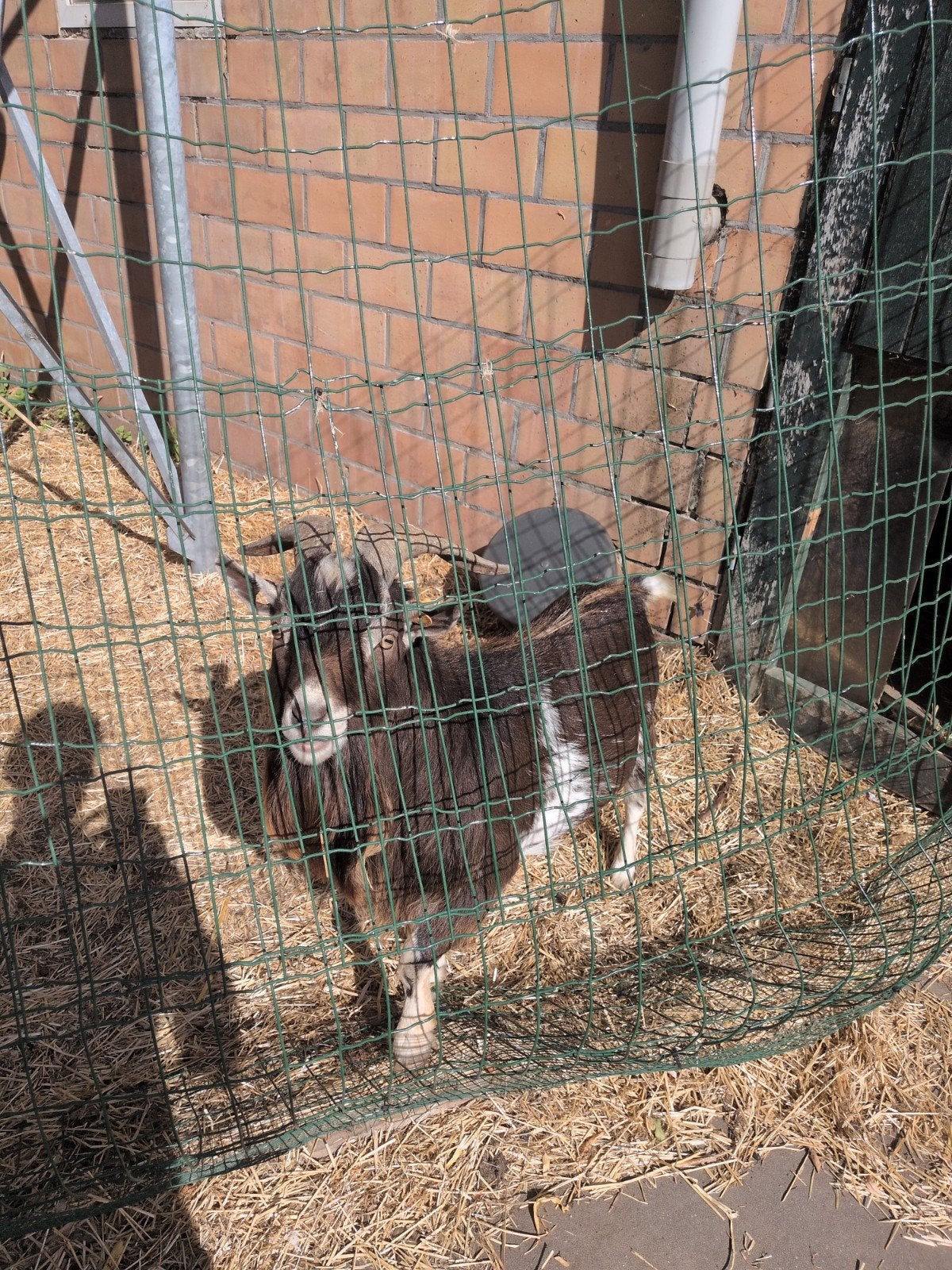 geit, Dieren en Toebehoren