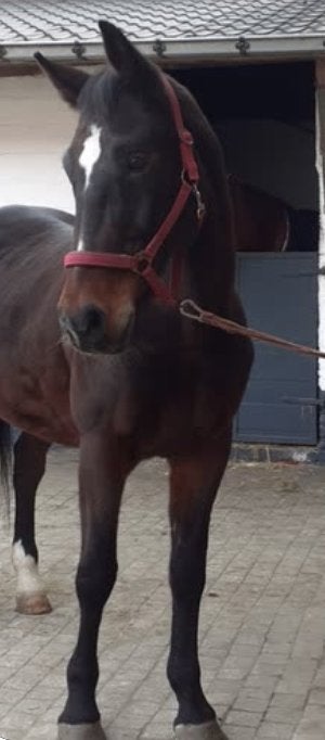 weidepaardje, Dieren en Toebehoren, Merrie, B, Recreatiepaard, 11 jaar of ouder