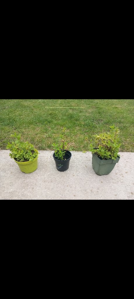 Munt plantje - Marokkaanse munt, Tuin en Terras, Ophalen, Kruiden