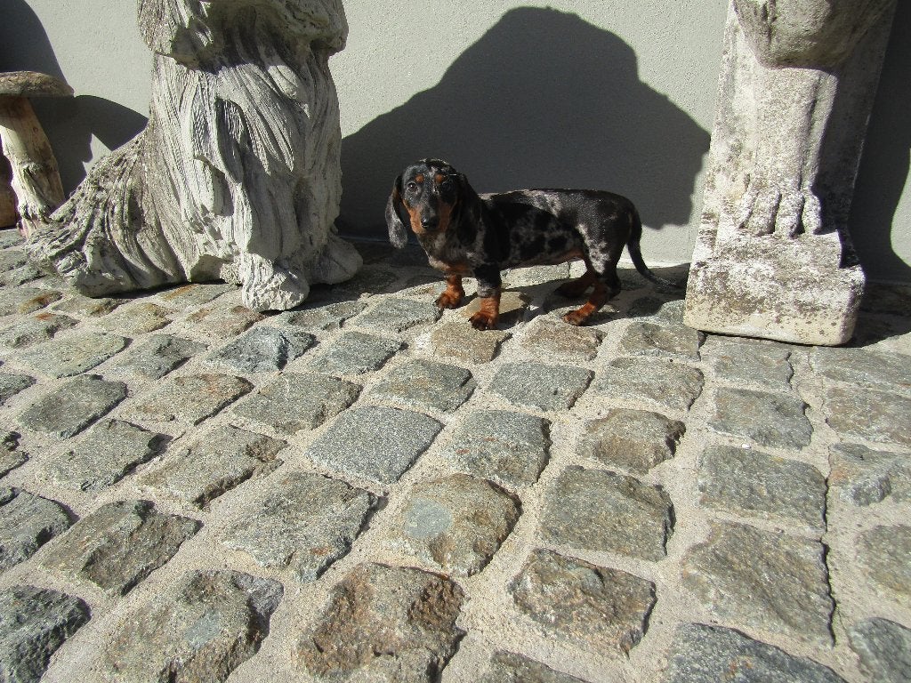 Teckel puppy's standaard, kortharig, België, Standaard, CDV (hondenziekte), 8 tot 15 weken