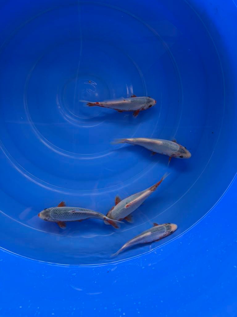 Japanse Koi Asagi, Dieren en Toebehoren, Vissen | Vijvervissen