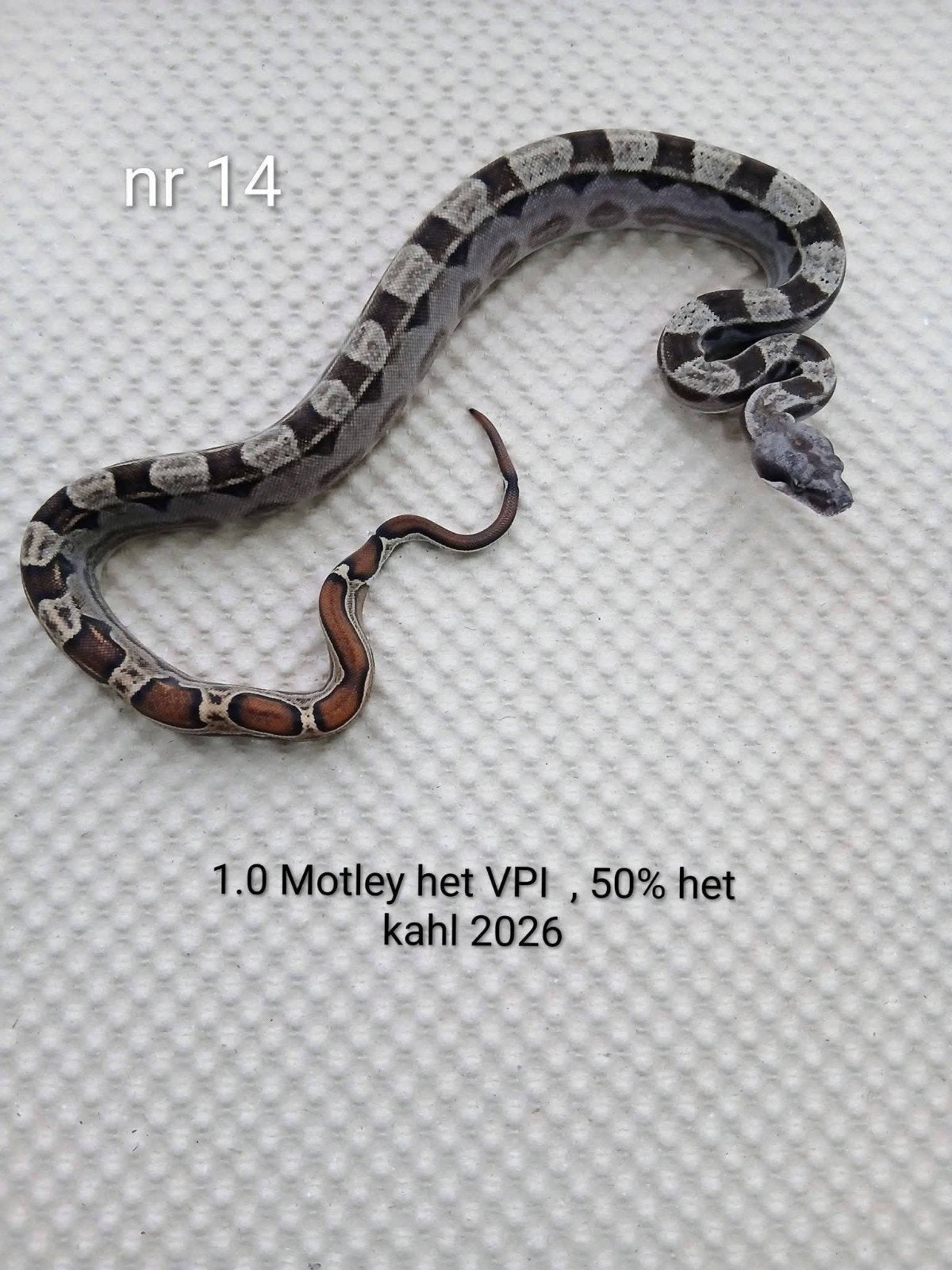 2 couleurs sauvages + 1 hétéroclite le VPI 2926, Animaux & Accessoires, Reptiles & Amphibiens, Serpent, 0 à 2 ans, Domestique