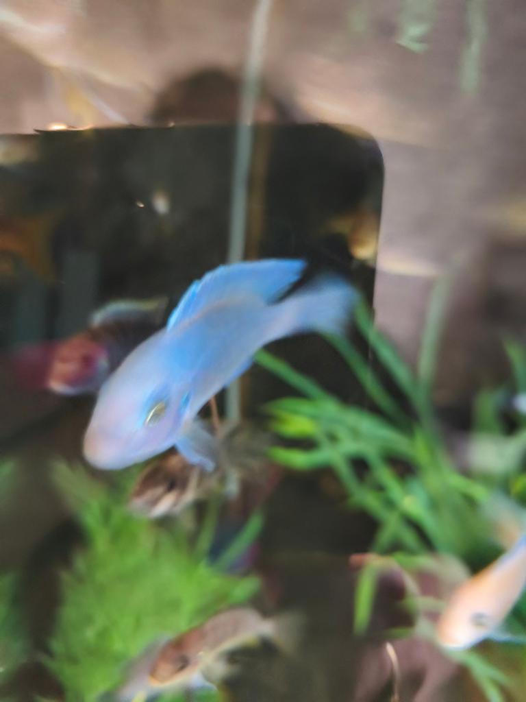 Super grote  aqarium met   vissen, Dieren en Toebehoren