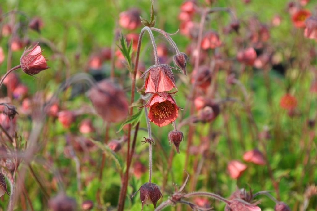Geum Rivale, Nagelkruid, met witgele of roodbruine bloemen., Tuin en Terras, Planten | Tuinplanten, Ophalen, Bodembedekkers, Vaste plant