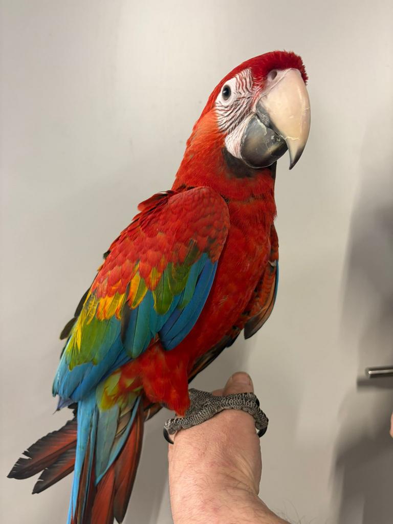 Handtamme ruby ara, Dieren en Toebehoren, Papegaai, Geringd