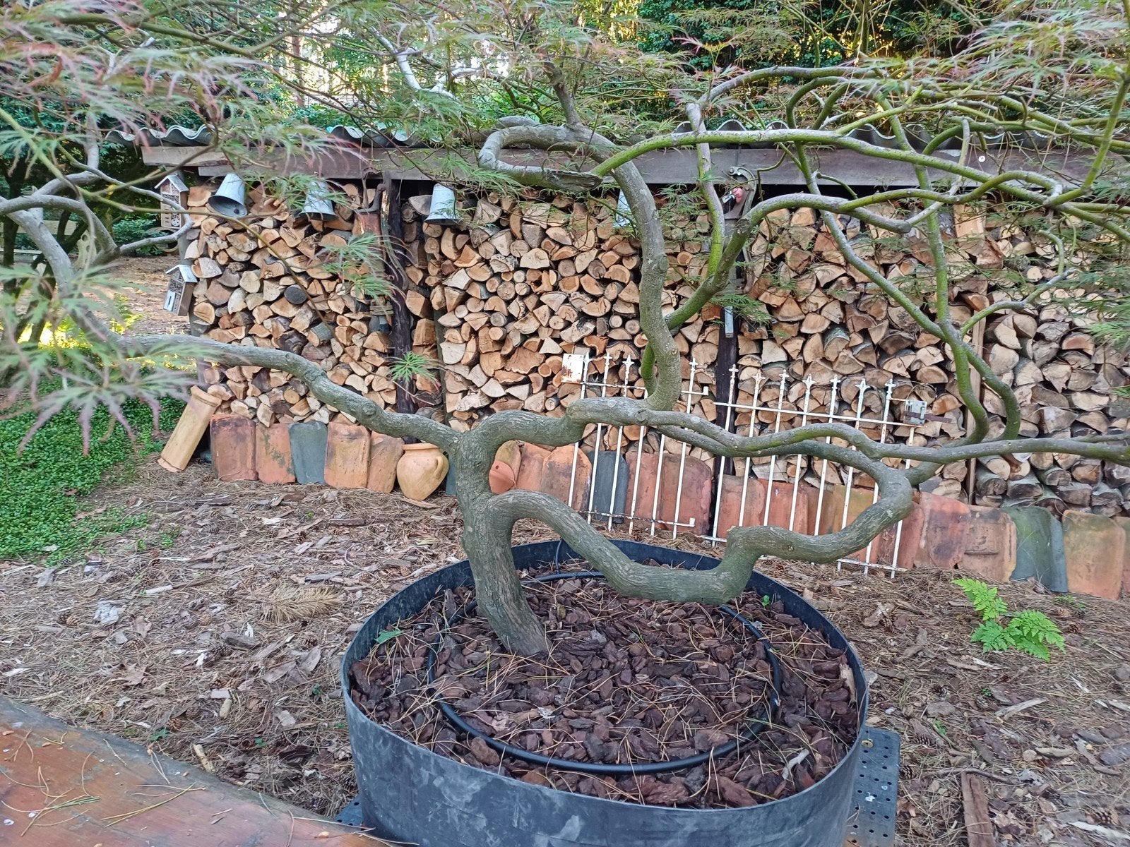 japanse esdoorn bonsai, Tuin en Terras, Ophalen