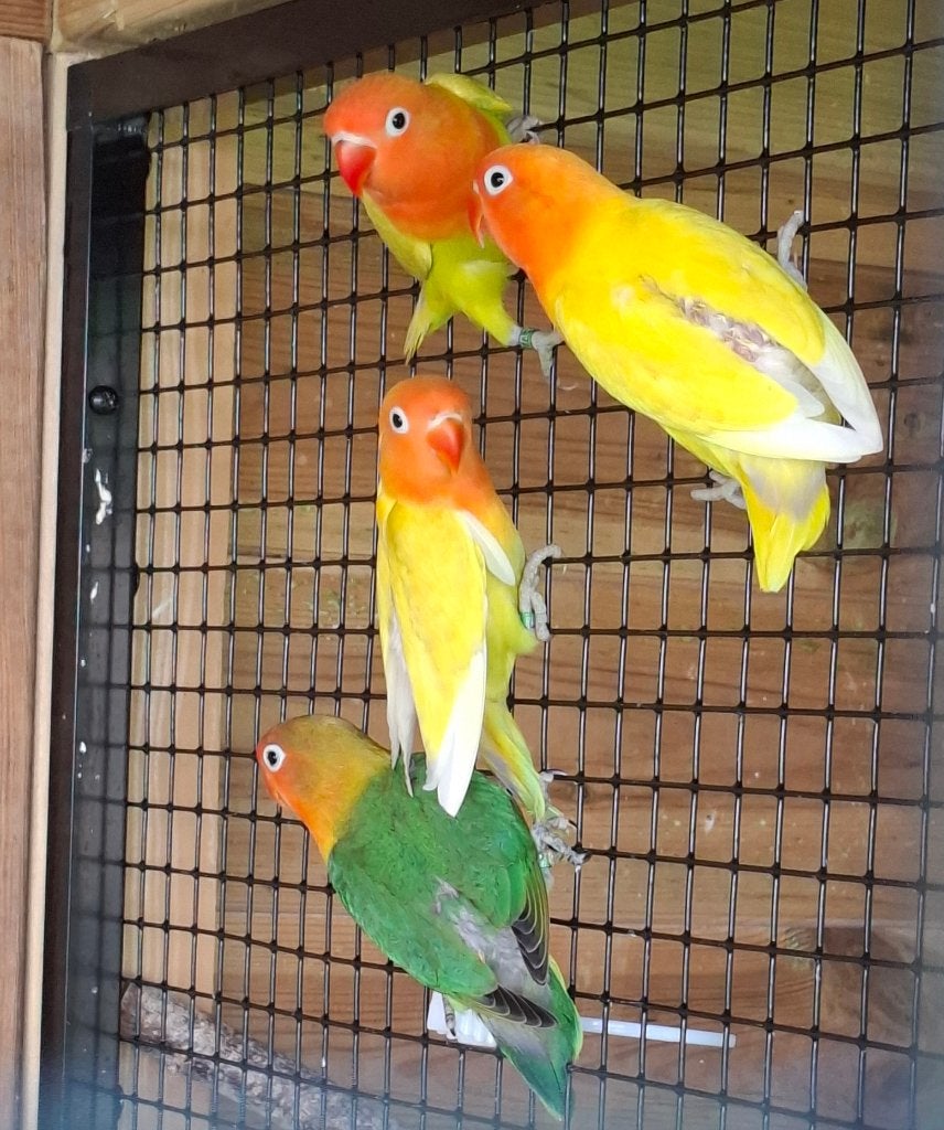 Jonge dwergpapegaai agapornis fisherie, Plusieurs animaux, Perroquet nain ou Inséparable, Bagué