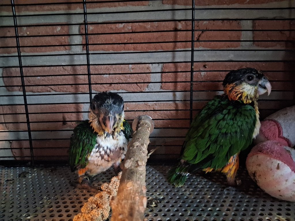 Super tamme zwartkop caique's, Plusieurs animaux, Perruche, Domestique