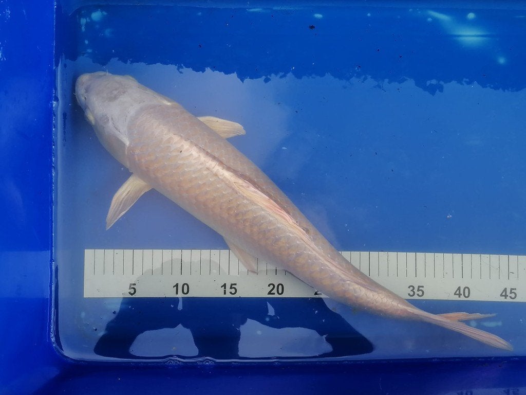 Koi 50cm, Carpe ou Koï