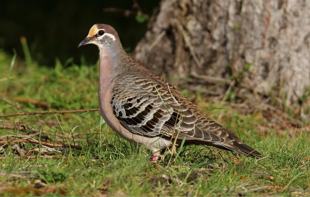 Bronsvleugelduif, Dieren en Toebehoren, Pluimvee
