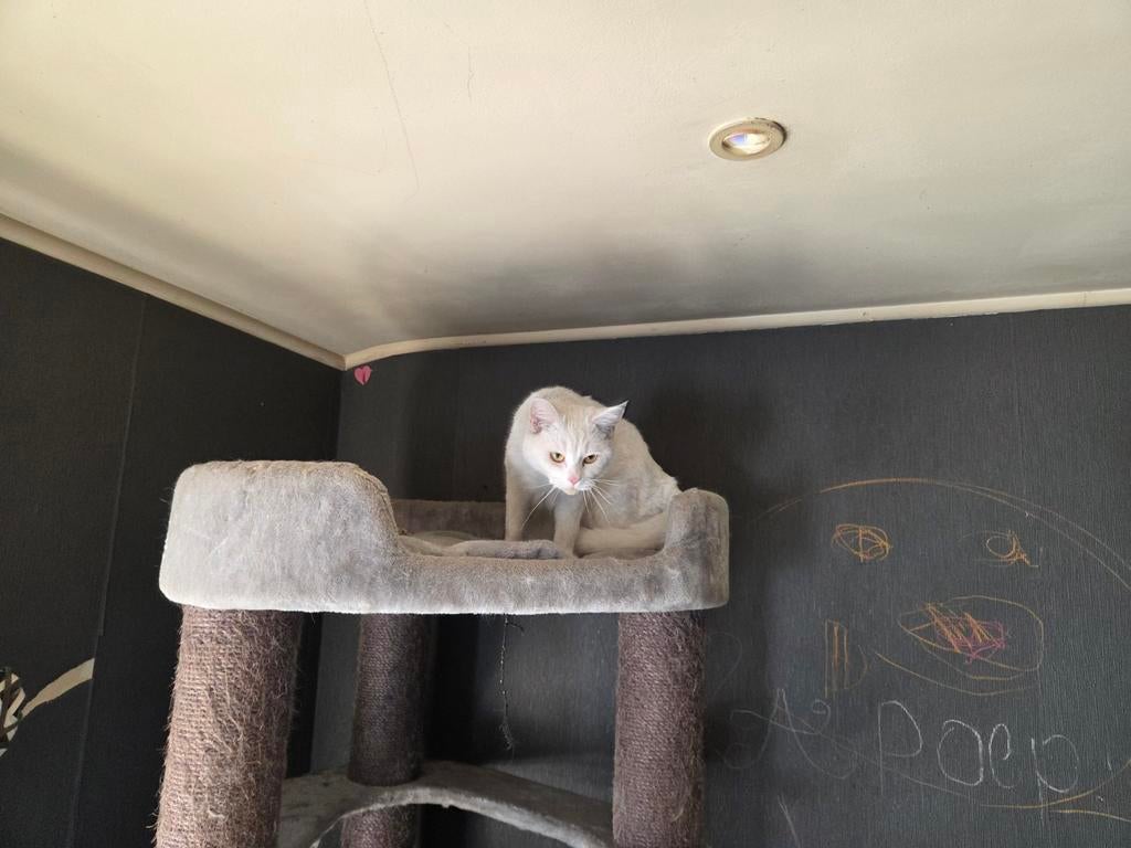 Nova cat cherche une nouvelle maison, Enlèvement