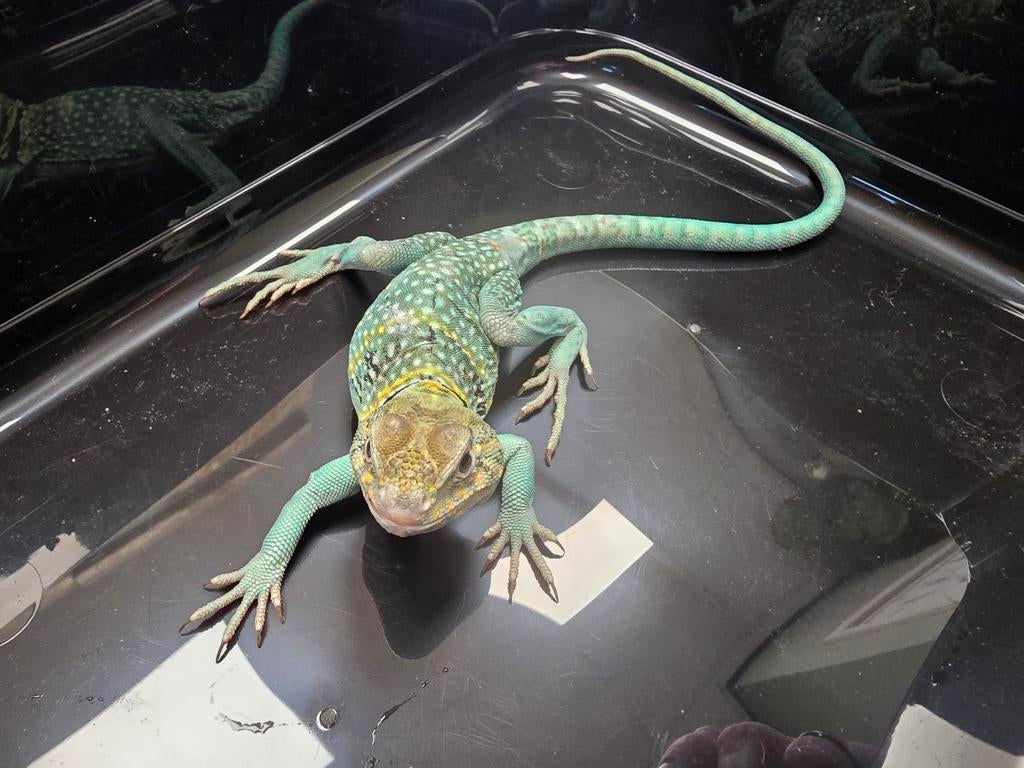 Diversen halsbandleguanen aangeboden, Dieren en Toebehoren, Reptielen en Amfibieën, Amfibie