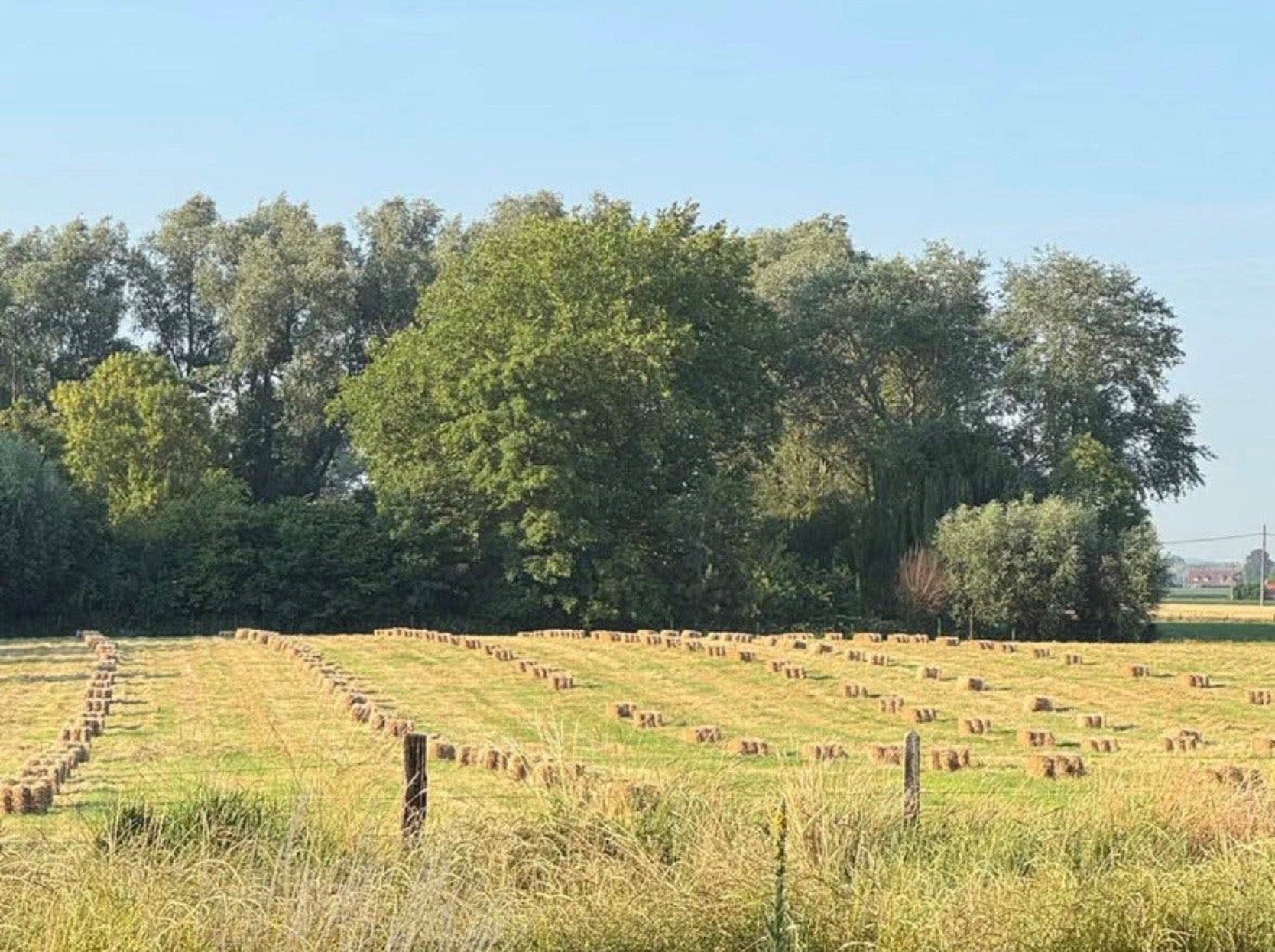Kwalitatief super hooi 2026 onkruidvrij!!!, Dieren en Toebehoren, Ophalen