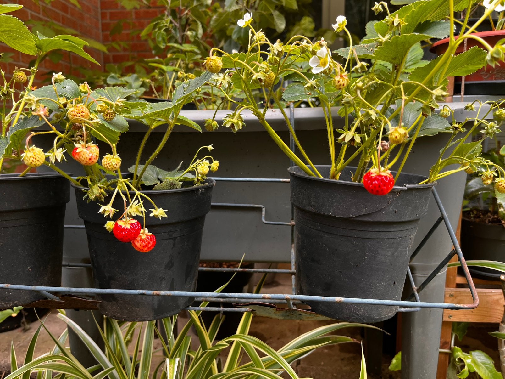 Aardbeienplanten met vruchten te koop, Tuin en Terras, Planten | Tuinplanten, Vaste plant, Ophalen of Verzenden, Halfschaduw, Fruitplanten