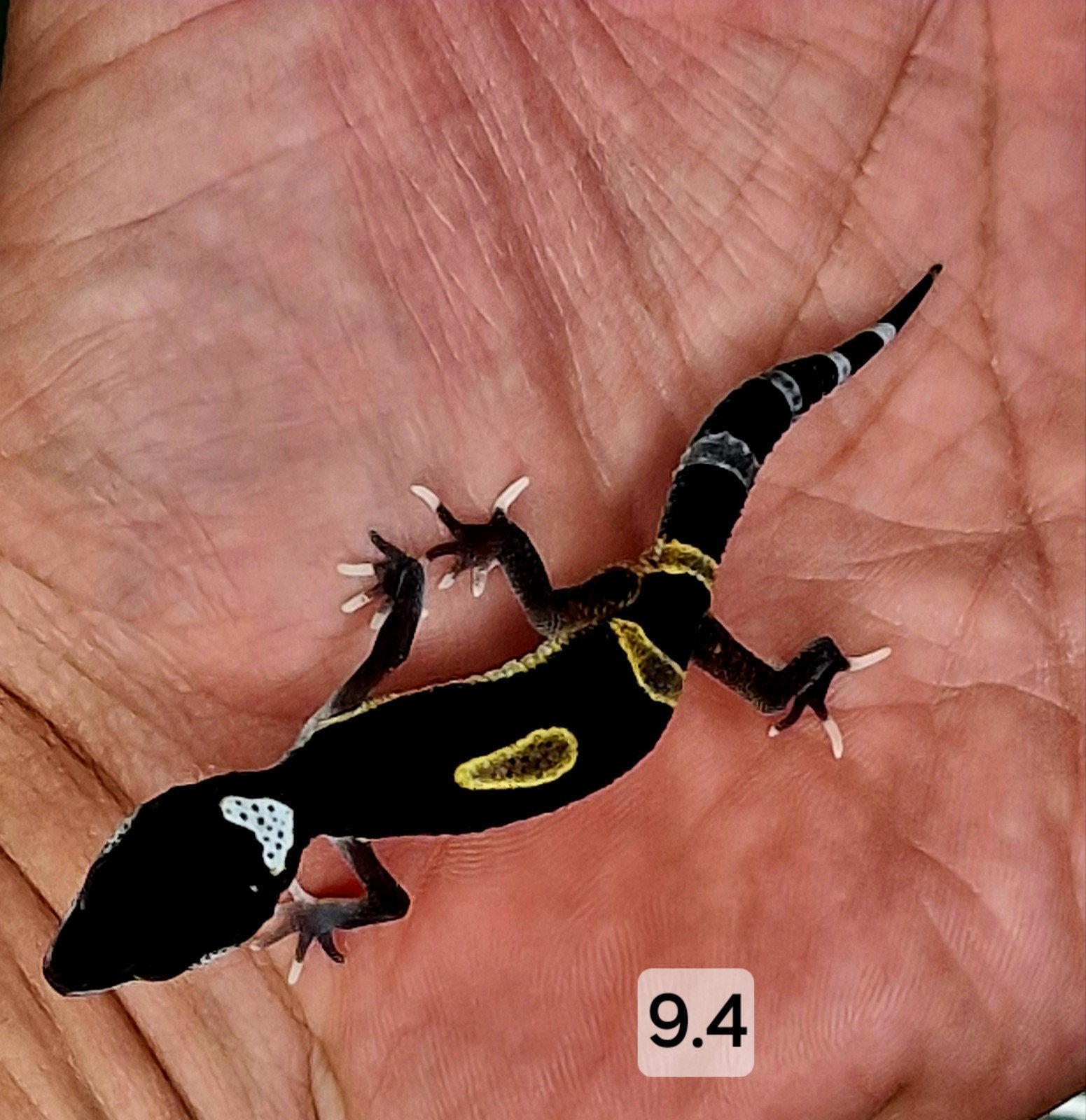 TSF MACK SNOW BLACK NIGHT HET ECLIPSE PANDA, Dieren en Toebehoren, Reptielen en Amfibieën