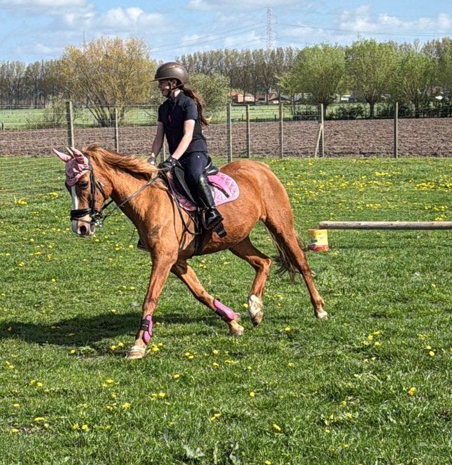 Super brave D pony merrie, Merrie, Met stamboom, 11 jaar of ouder, Recreatiepony