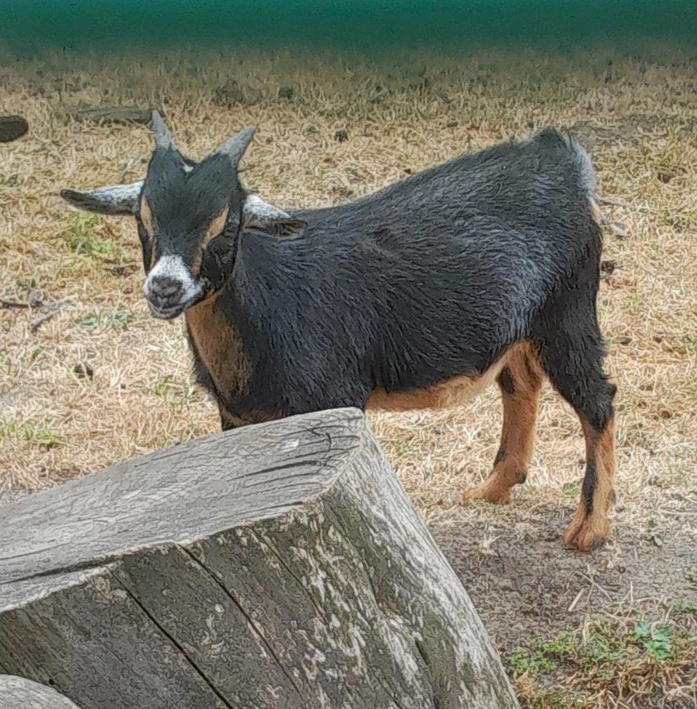 Black en tan bokje, Dieren en Toebehoren, Mannelijk, Geit, 0 tot 2 jaar
