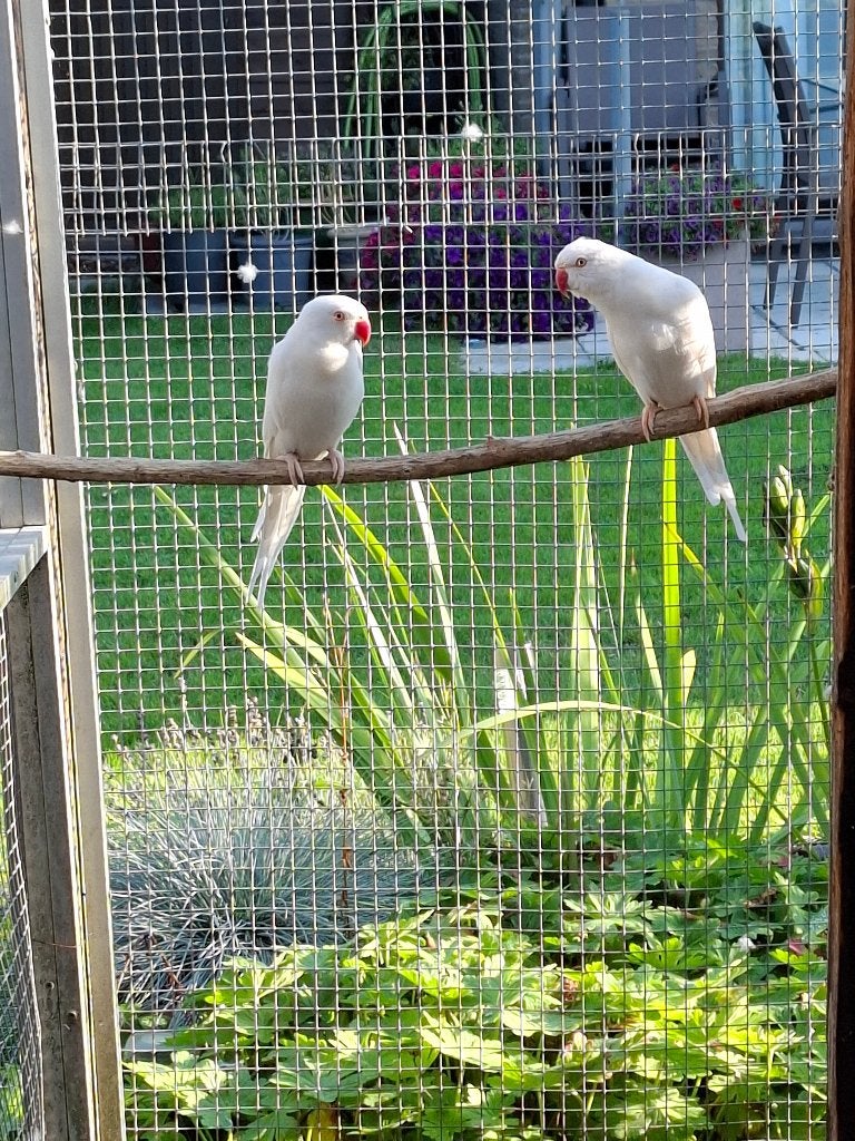 halsbandparkieten, Dieren en Toebehoren, Geslacht onbekend, Parkiet, Geringd