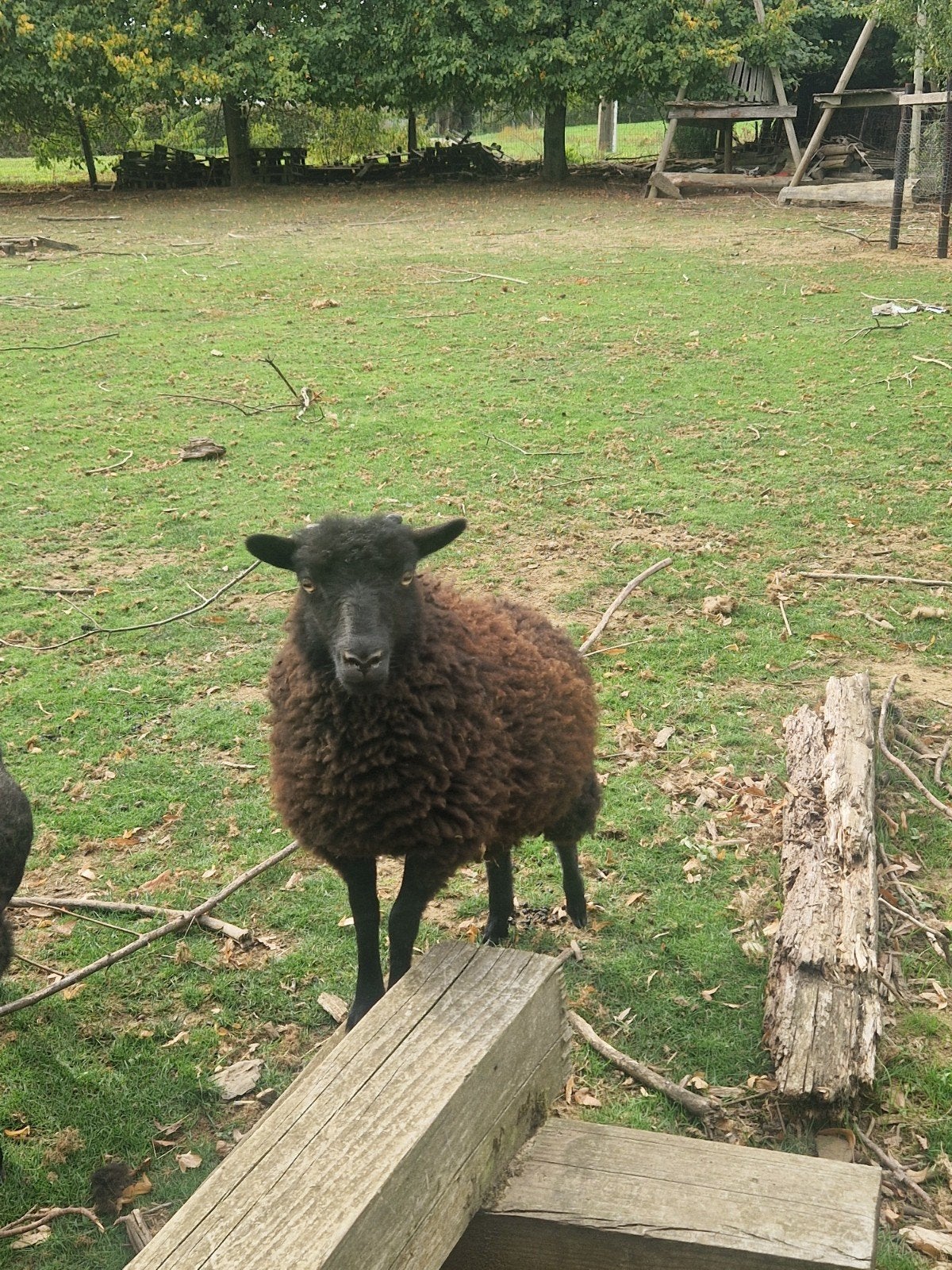 ouessant ooi, Vrouwelijk, Schaap, 0 tot 2 jaar