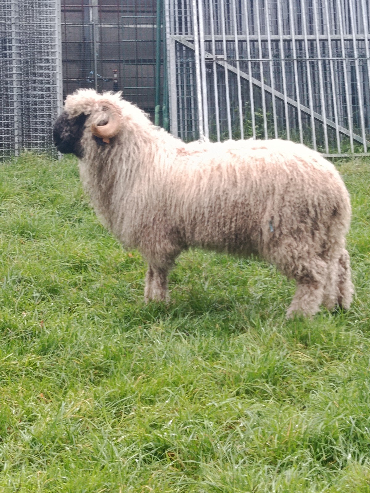mooie , stevige ram, Dieren en Toebehoren