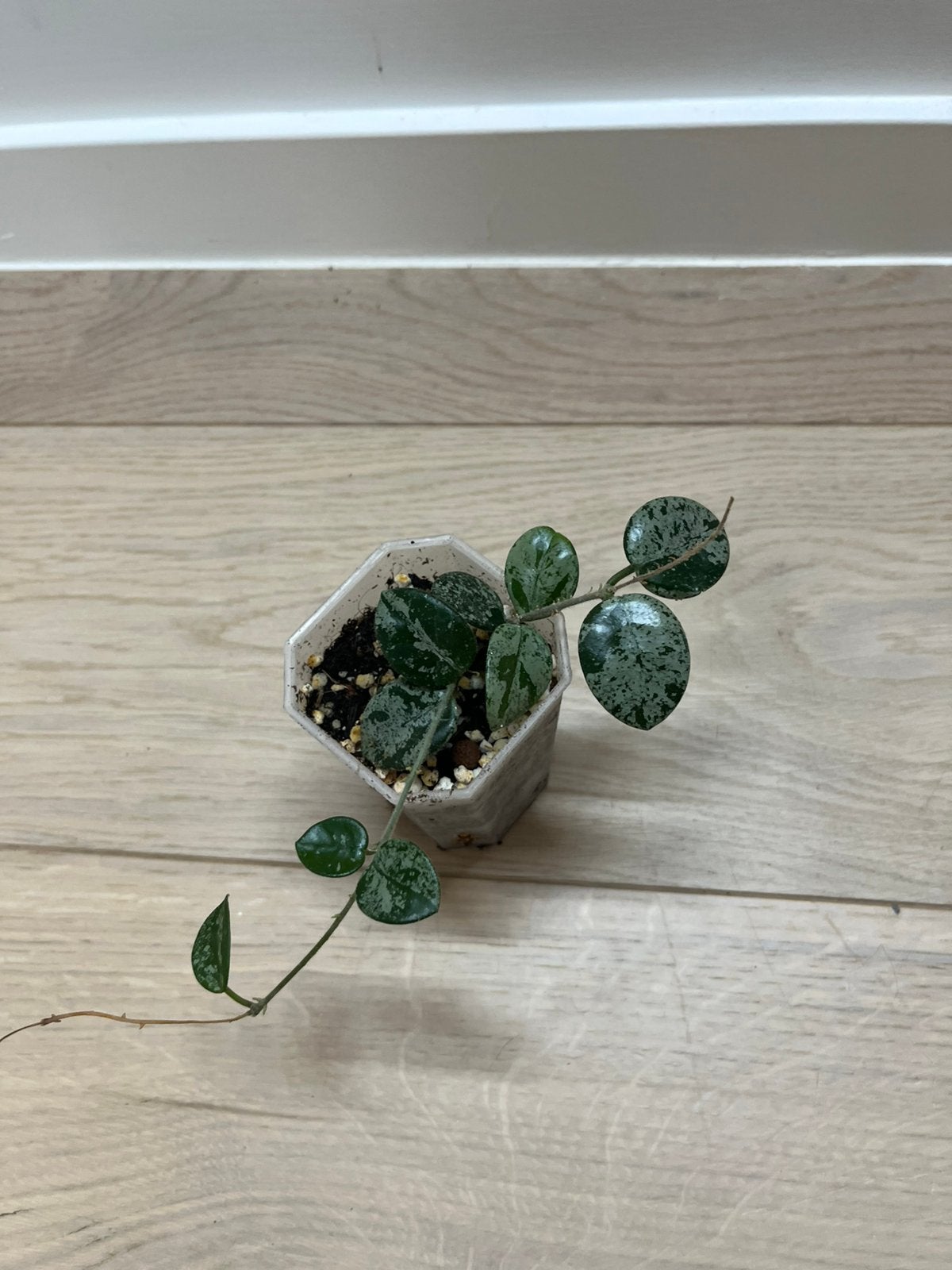 Hoya Mathilda Splash, Maison & Meubles, Plantes d'intérieur, Envoi