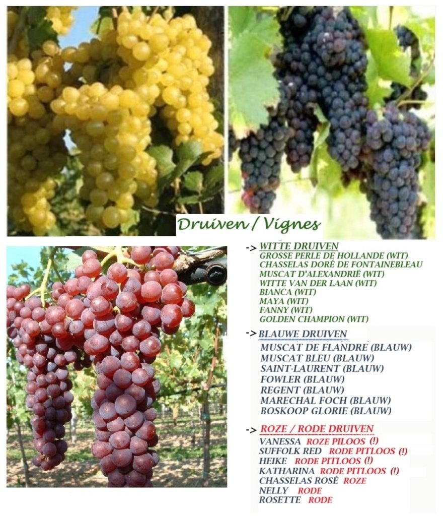 DRUIVEN: Regent, Boskoop Glory, Chasselas doré, Suffolk Red,, Volle zon, Vaste plant, Ophalen of Verzenden, Fruitplanten