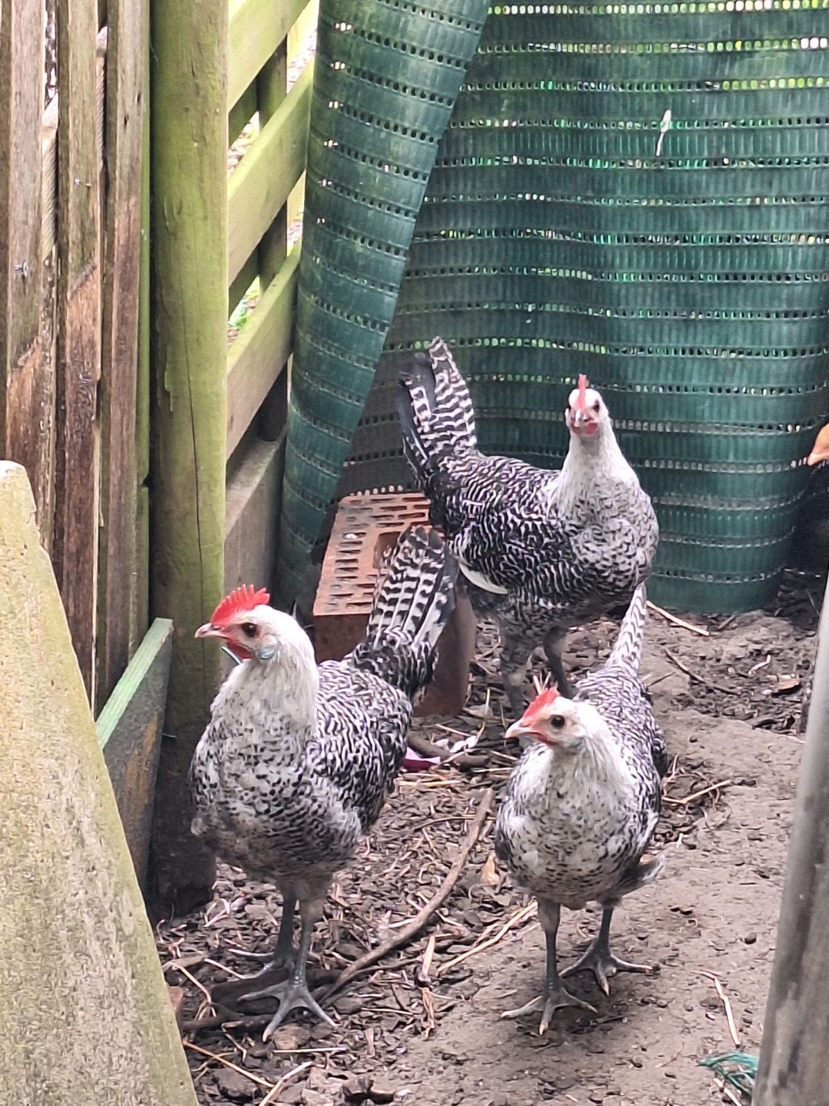 3 zilver brakel haantjes, Dieren en Toebehoren, Pluimvee