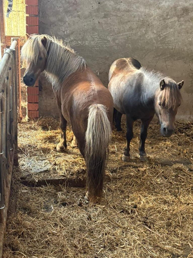 Aangeboden : verzorgpony's (shetjes)