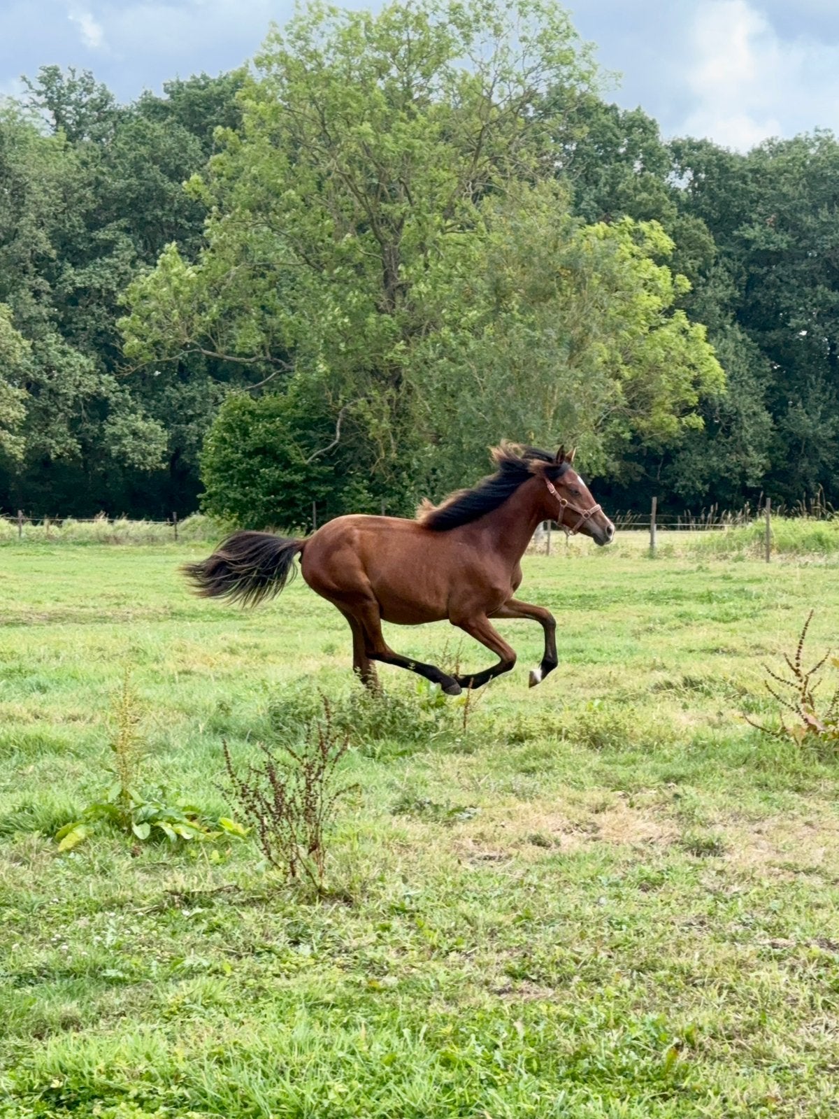 BRP jaarling D pony merrie, Dieren en Toebehoren, Pony's, Merrie, Met stamboom, Springpony, 0 tot 2 jaar
