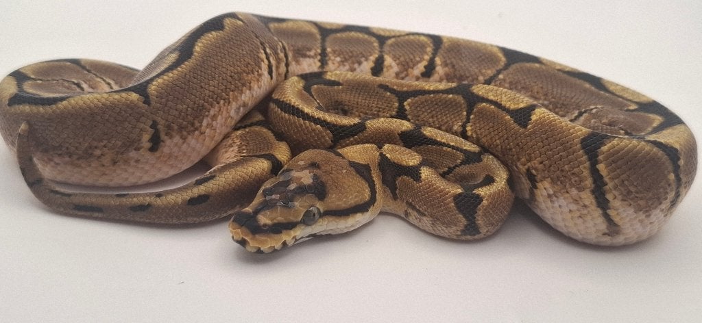 Python regius, Divers, Enlèvement