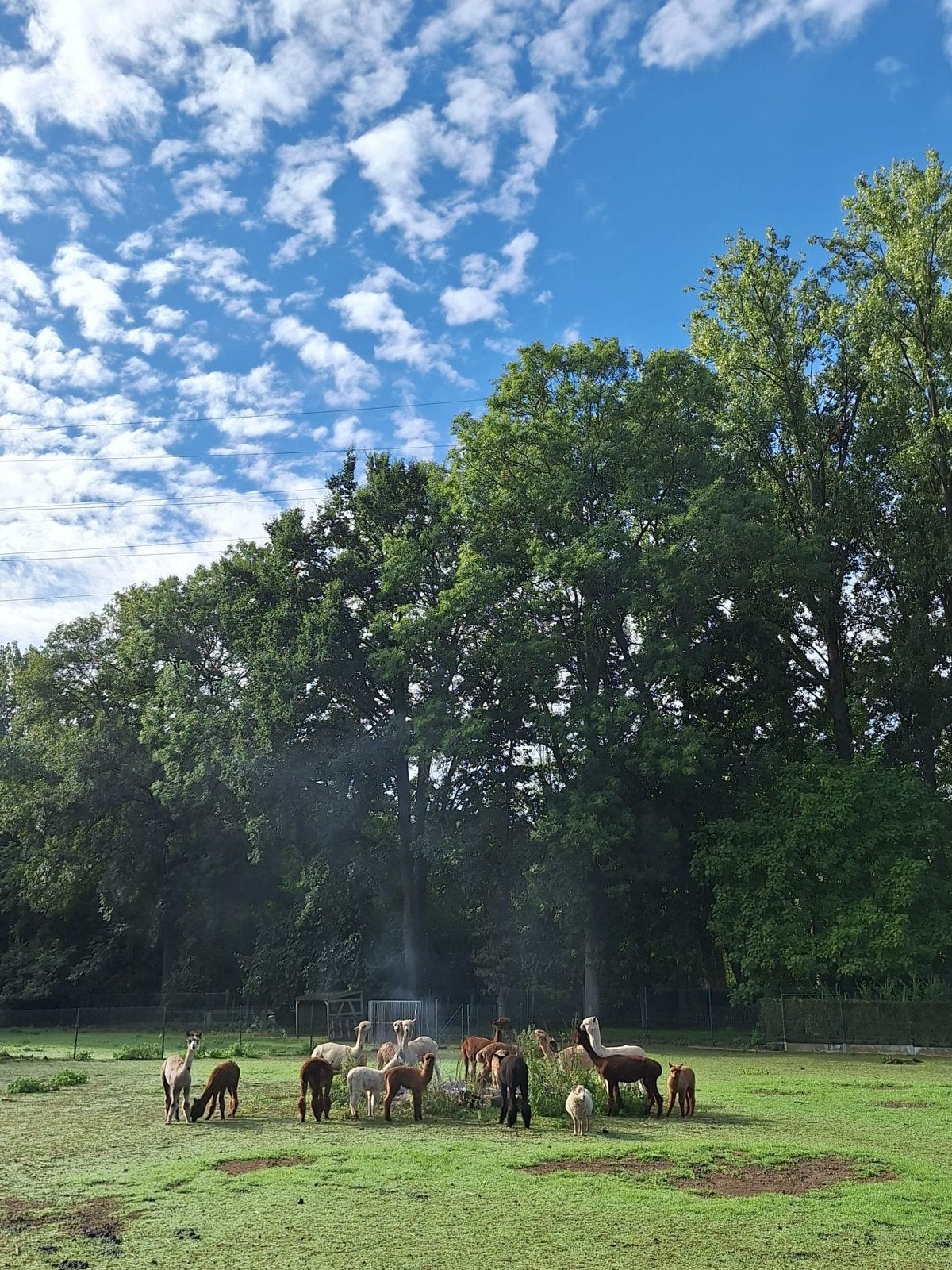 Alpaca’s te koop, Dieren en Toebehoren, Juni, Vrouwelijk