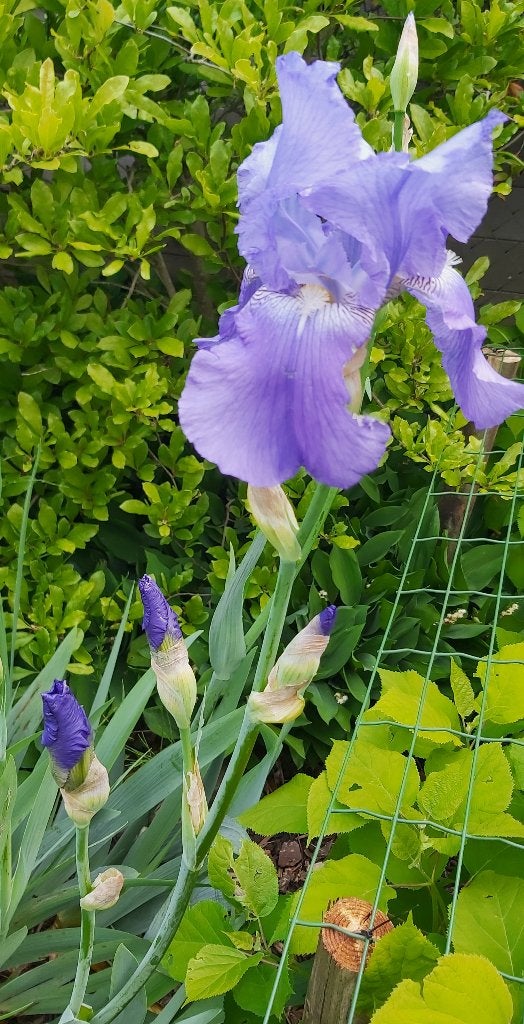 Iris, Autres espèces, Printemps, Enlèvement, Plante fixe